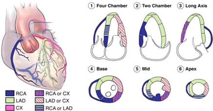 Distribution of Coronary Arteries in relation to Echo Segments